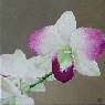 Orquideas 6